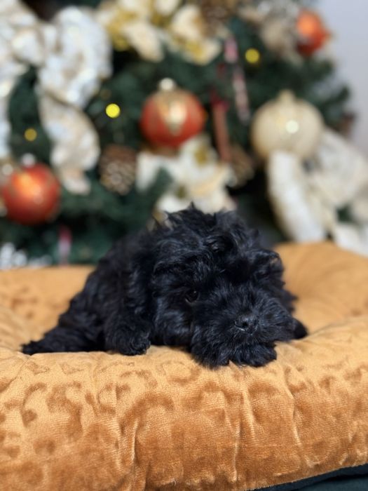 Cavapoo czarny piesek