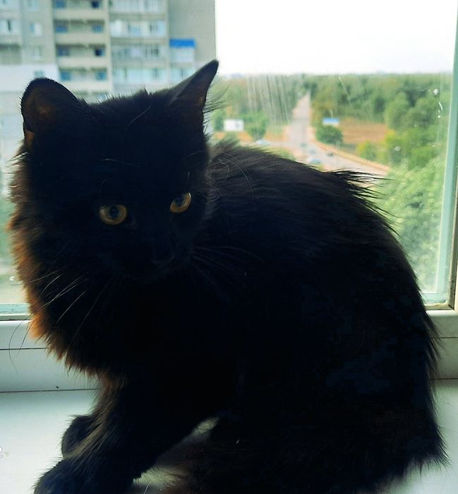 котик  ждёт своих любящих хозяев