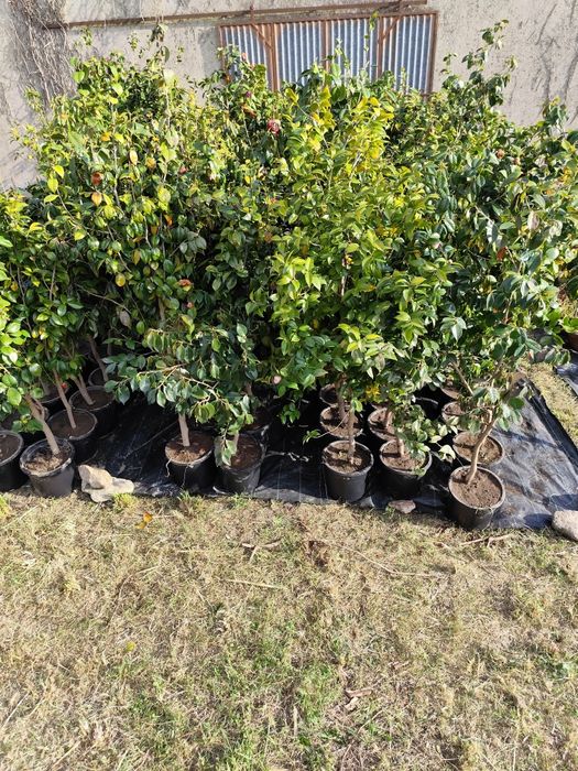 Camélias entre 1.8 metros e 3 metros