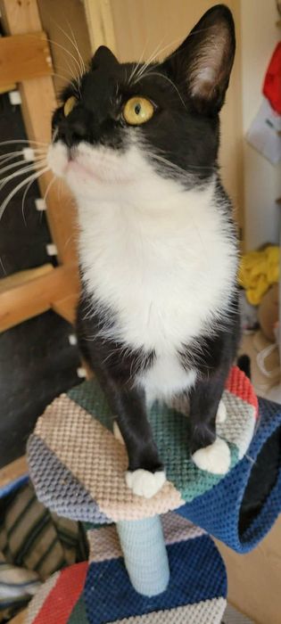 Pieknÿ kocur Feluś do adopcji!