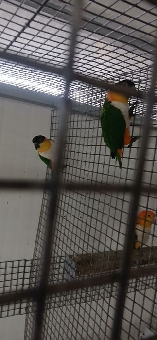 Casal Marianinhas Cabeça Preta  de 2022