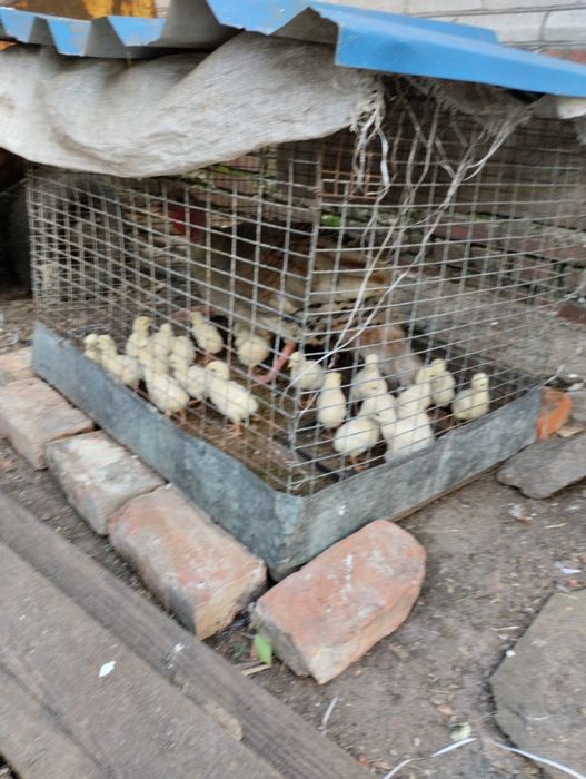 Продам ідичат жовтих