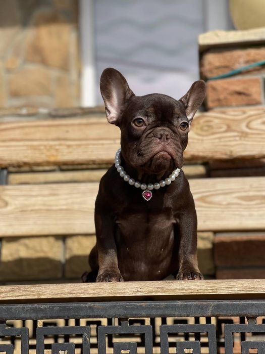 Продам щенка французского бульдога