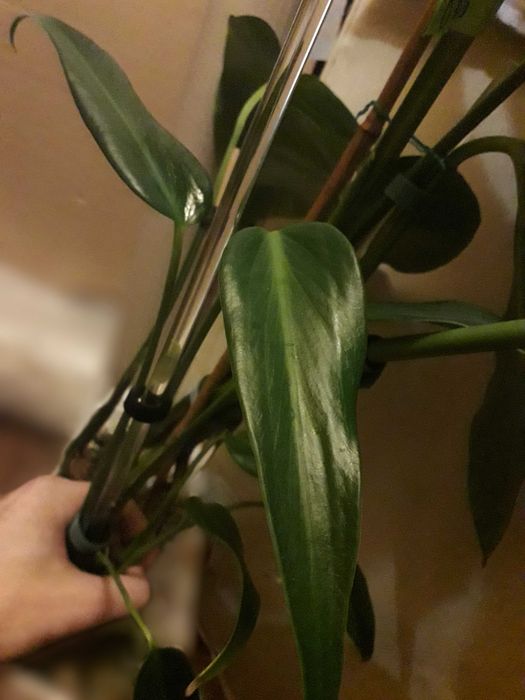 Monstera Burle Marx Flame philodendron RZADKOŚĆ kolekcjonerska natura