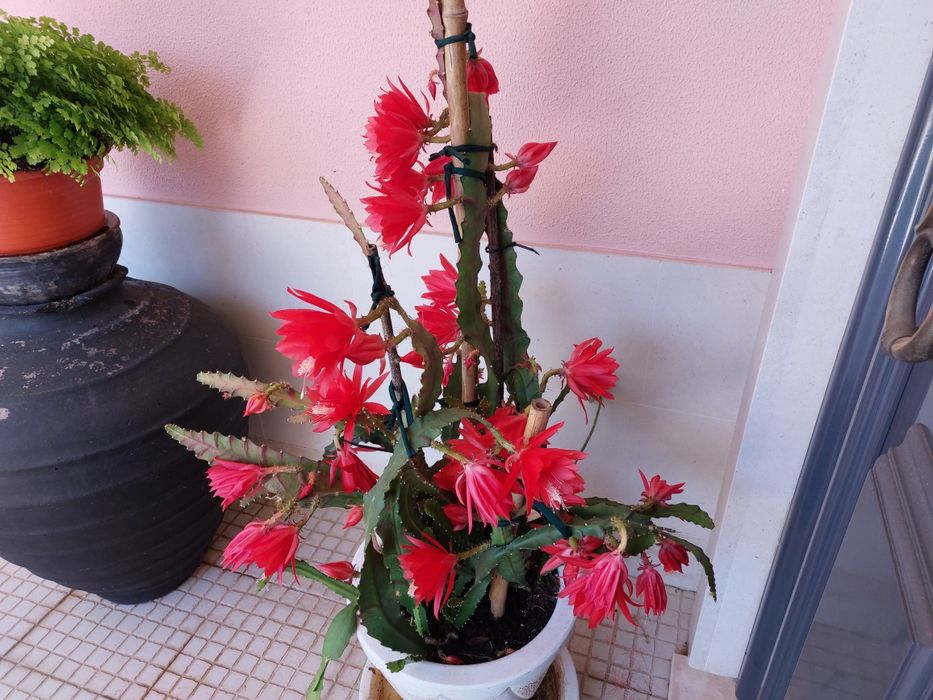 Vendo vaso +planta