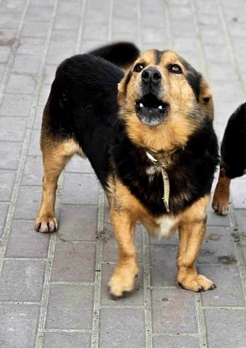 KUBA - około 11 letni pies