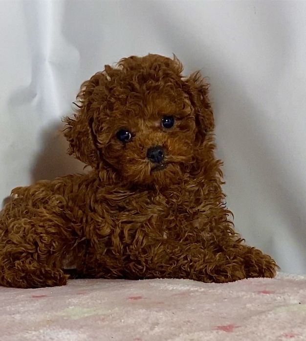 Неповторні цуцики міні та мікро мальтипу / той пудель Китай бебі фейс