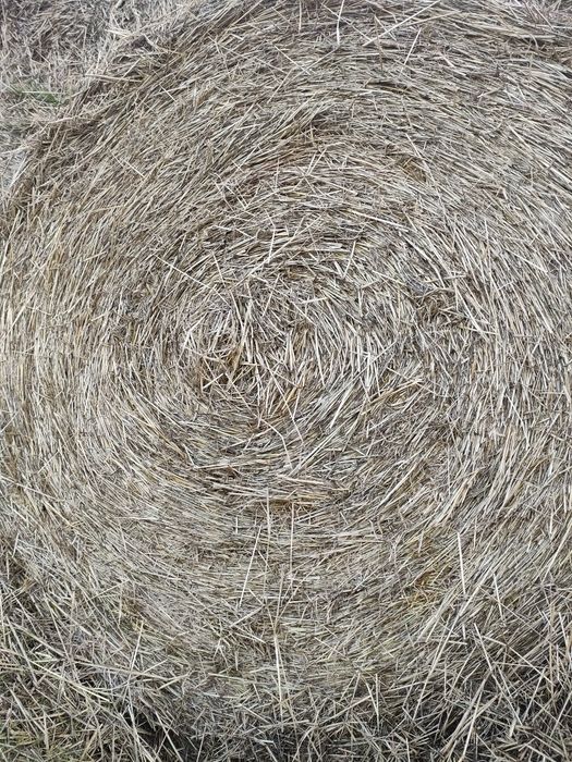 Sprzedam siano bele 160cm