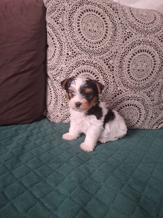 Yorkshire terrier biewer