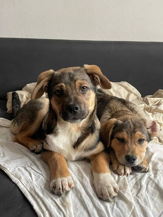 Psi bracia szukają domu