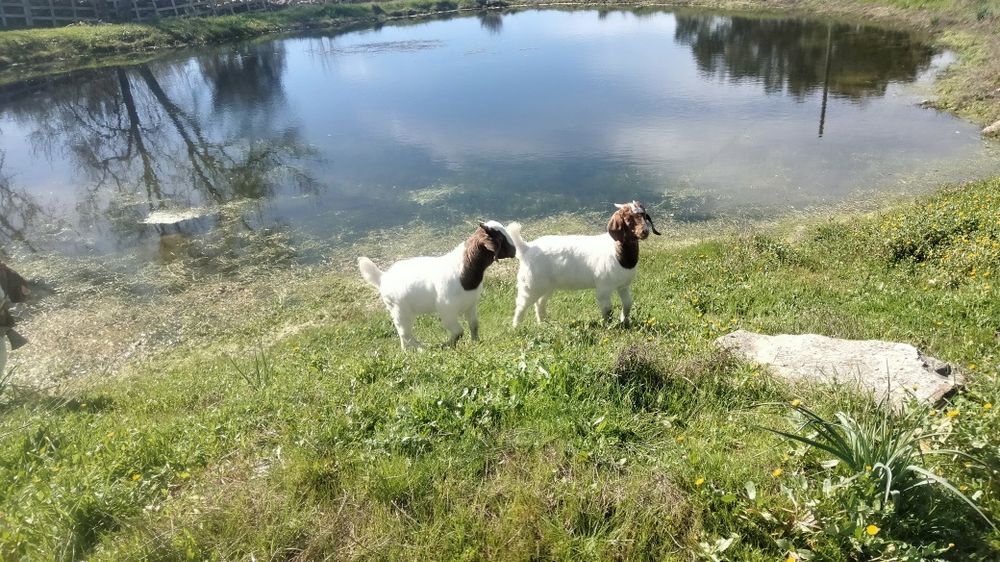 Vendo 1  chibo macho boer