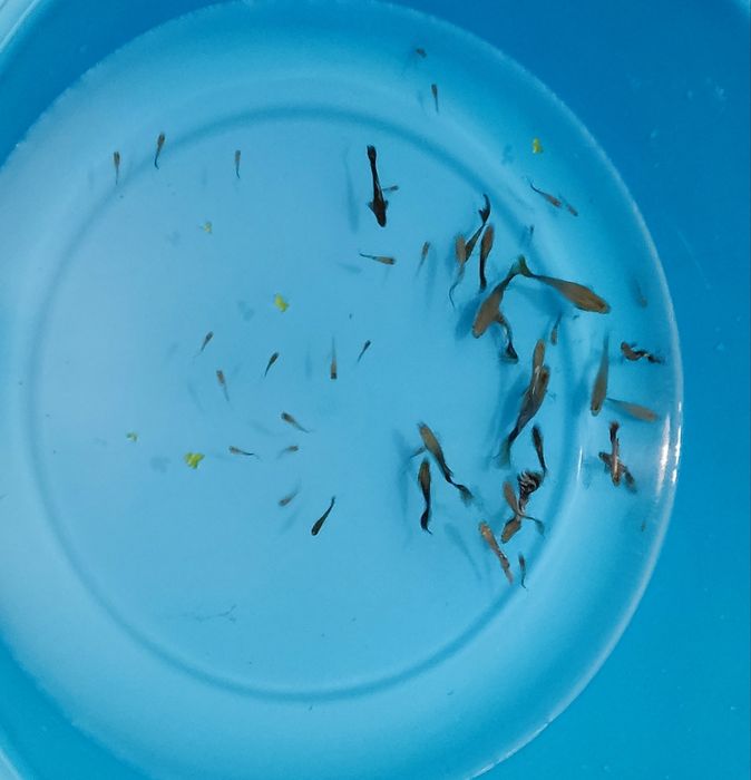 Guppies , vendo pack de 20 por 10 euros