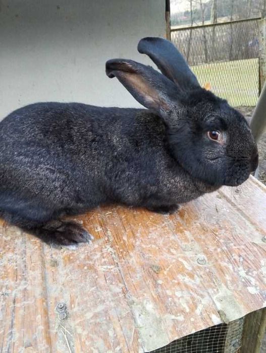 Sprzedam samice olbrzym belgijski