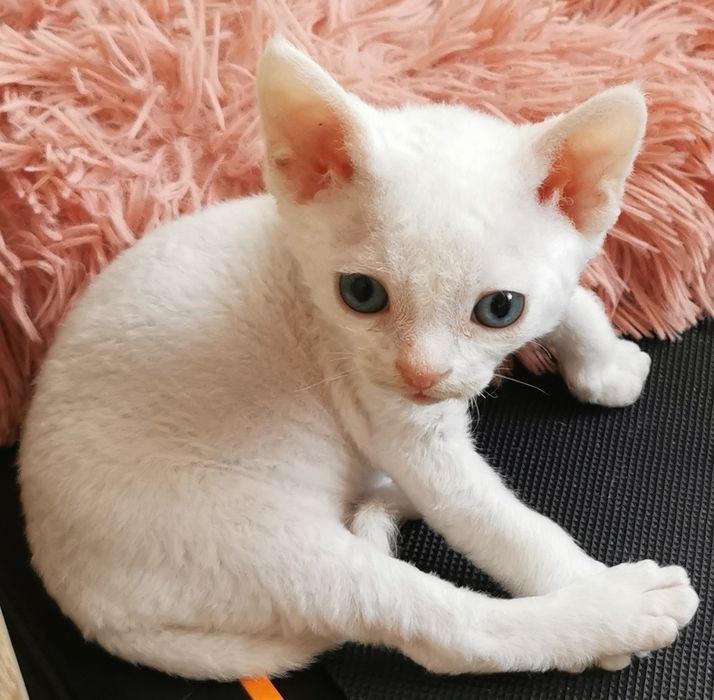 Kocurek Devon Rex