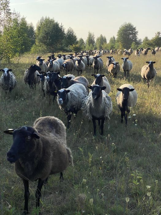 Продам М'ясо Баранина