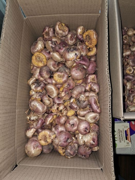 Продаж Квіти Гладіолуси Рожеві