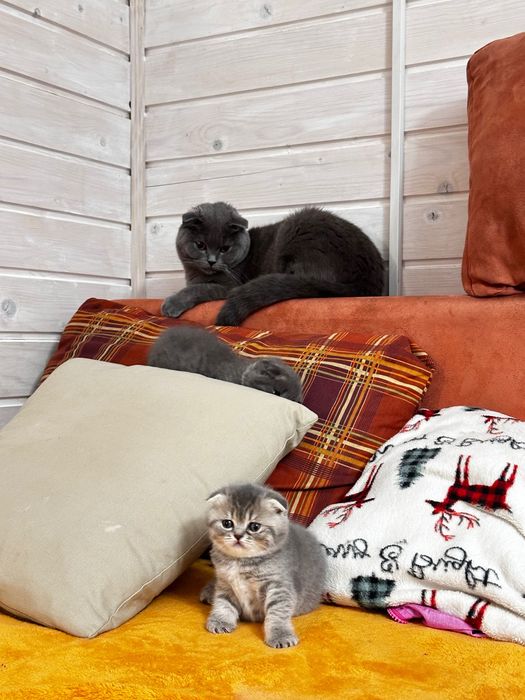 ВІП кошенята шотландський висловухий БРОНЬ