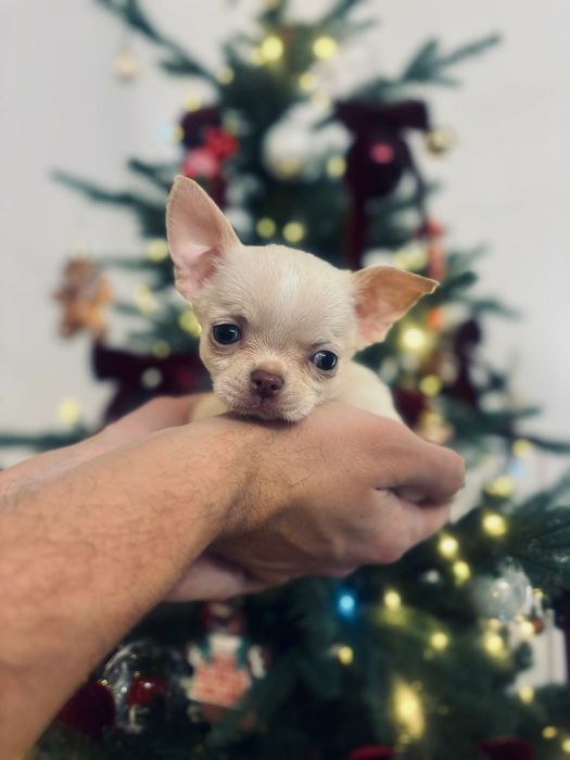Chihuahua Piękny mały krótkowłosy kremowy z rodowodem!