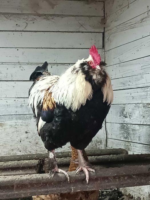 Продам півня породи Фавероль