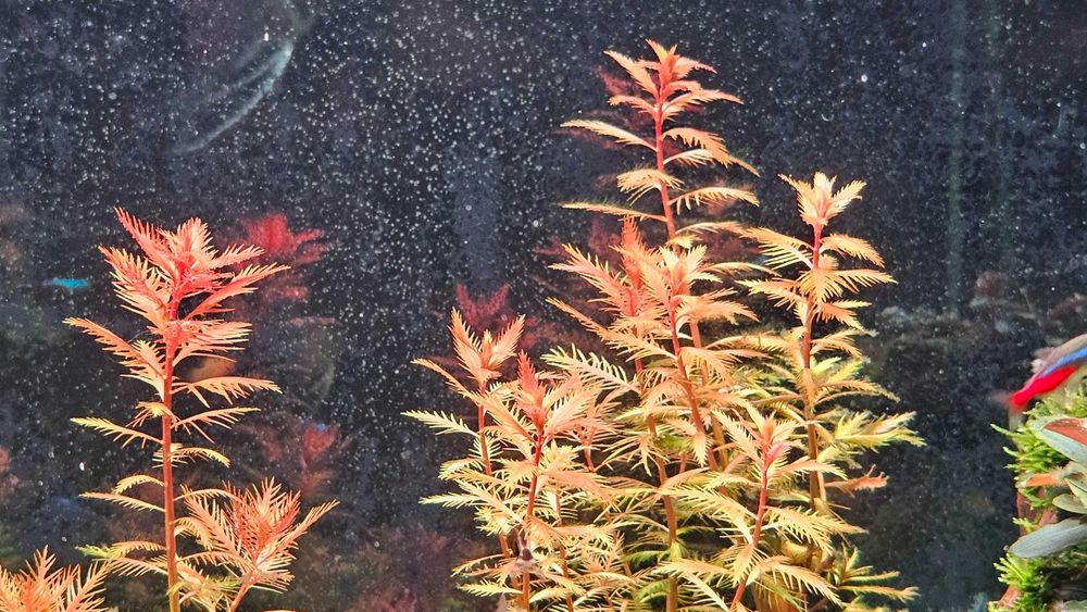 Proserpinaca Palustris Cuba i inne rośliny akwariowe