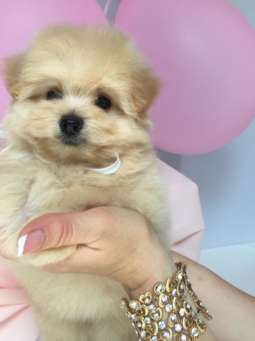 Помапу  любов без кордонів