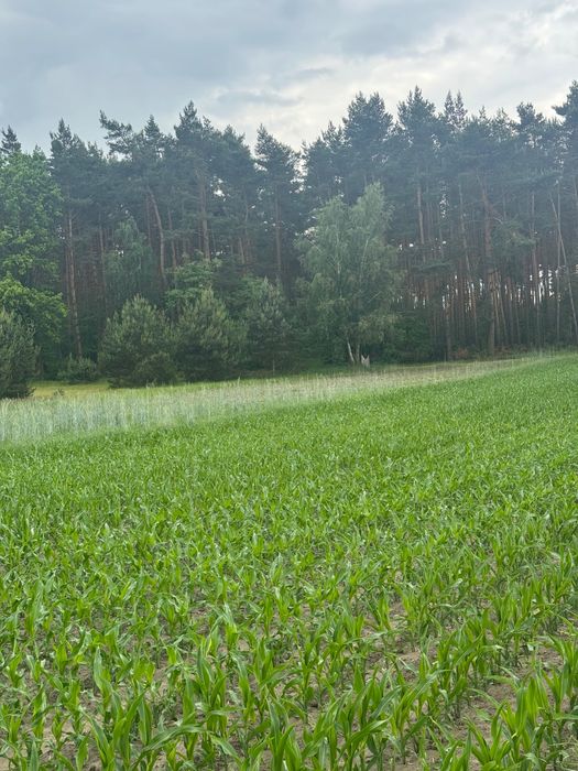 Działka z WZ blisko Kalisza. Józefków gmina Godziesze - Widok 4