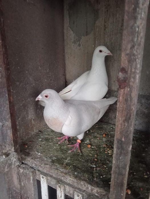 Pombos Correios em Braga