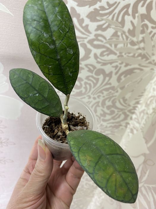 Хойї підрощені сорта різні