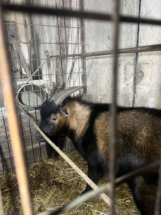 Vendo ou troco macho cabrito anão