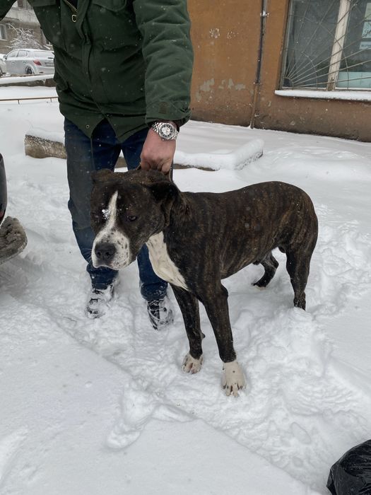 Кане корсо и стаффорд метис