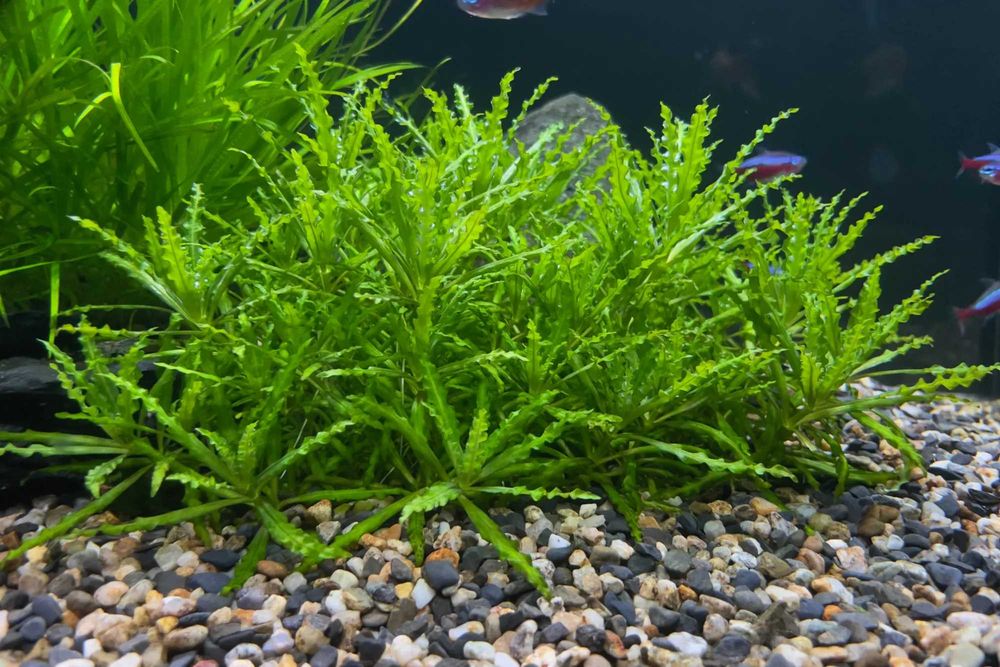 Roślina akwariowa Pogestemon Helferi