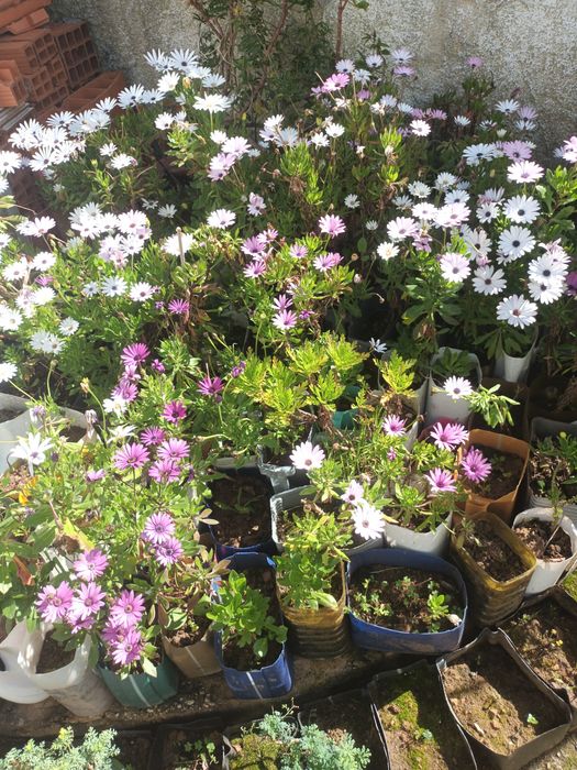 Plantas diversas para jardim