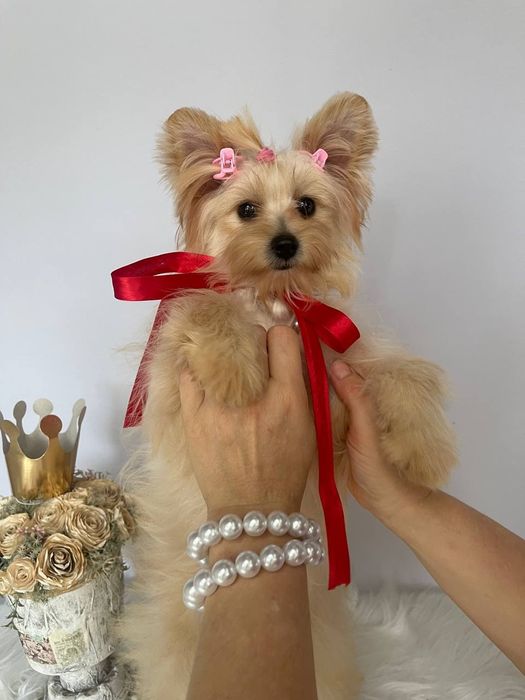 Помапу – краса, ніжність і любов в одному