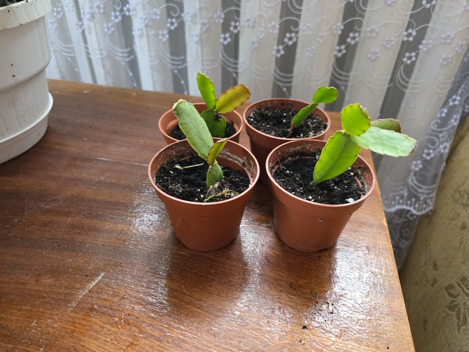 Різдвяник червоний