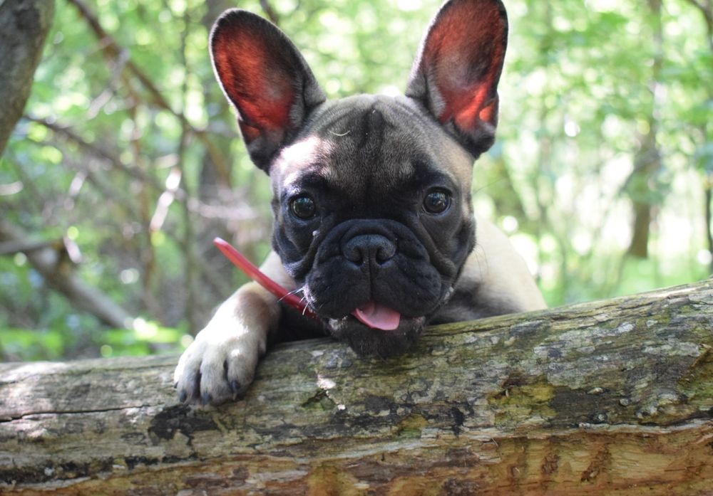 Sunia buldog francuski zkwp do odbioru