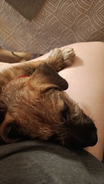Oddam psa w dobre ręce