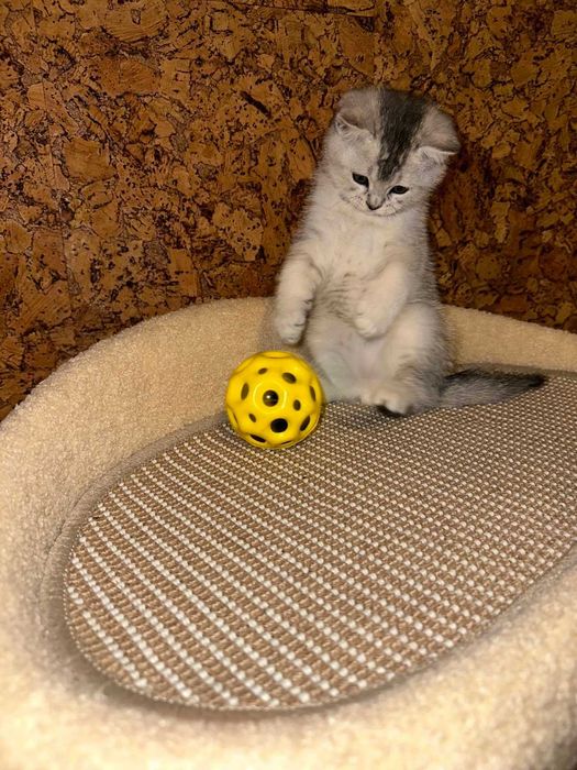 Шотландське кошеня, Скотіш Страйт Львів