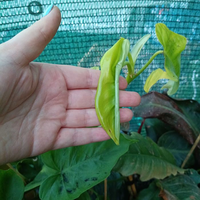 philodendron golden violin,cięty szczyt