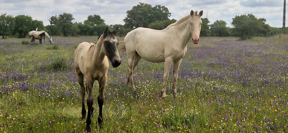 Égua Isabel PSL - pontuada