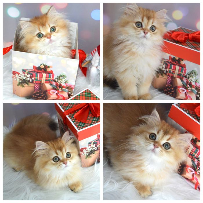 Британські котята золота шиншила