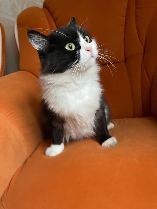 Кішечка терміново  безкоштовно