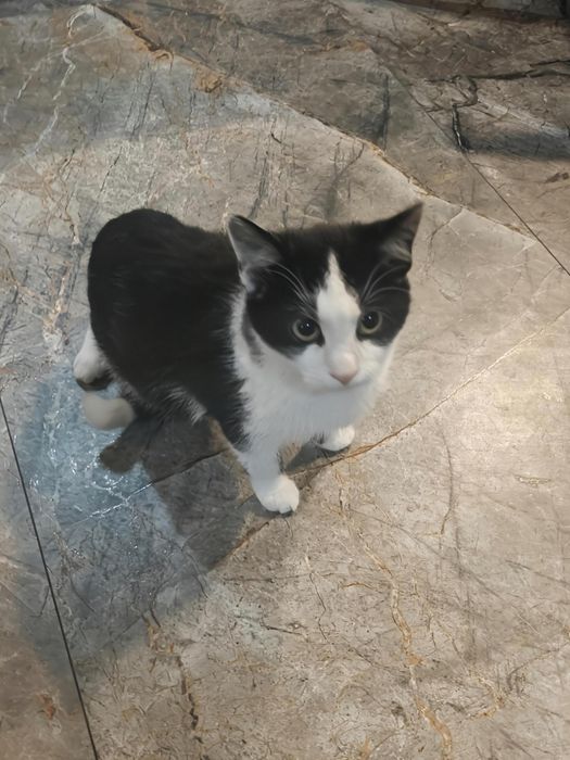 Kotek do oddania za darmo w dobre ręce