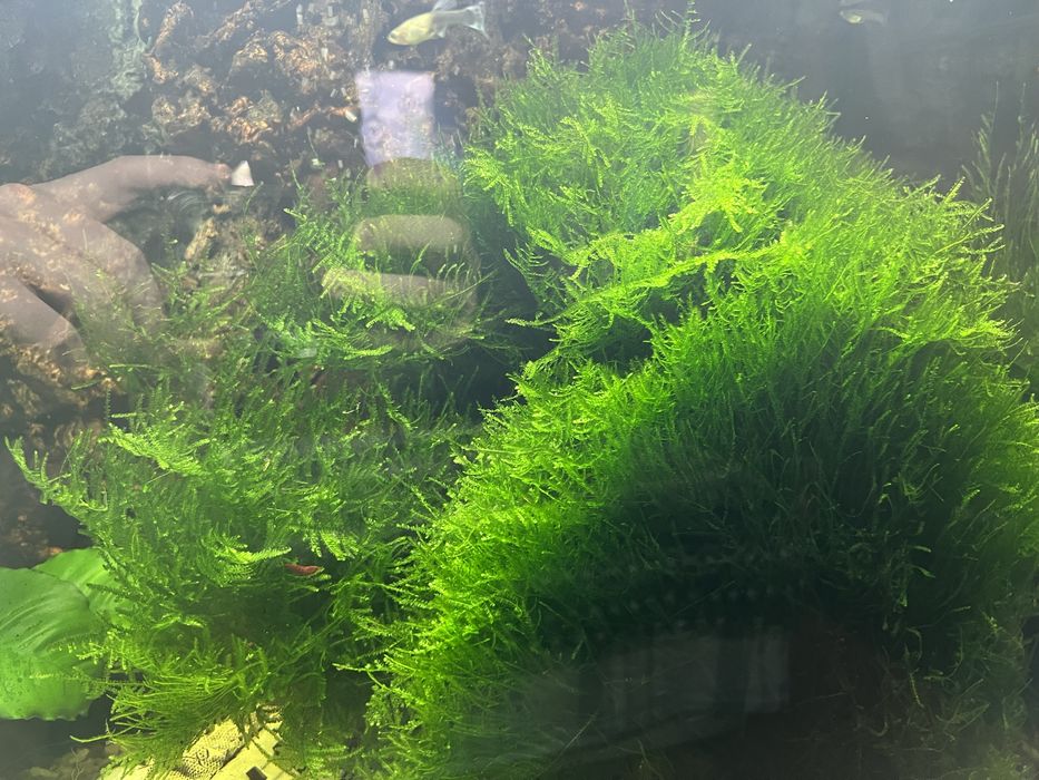 Porção de Musgo java