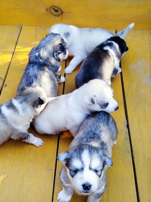 Siberian Husky pies tel.-575302039
