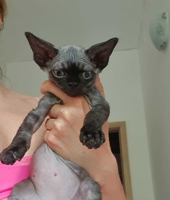 Kot Devon Rex Kociak Devon Devonek Rex Kociak