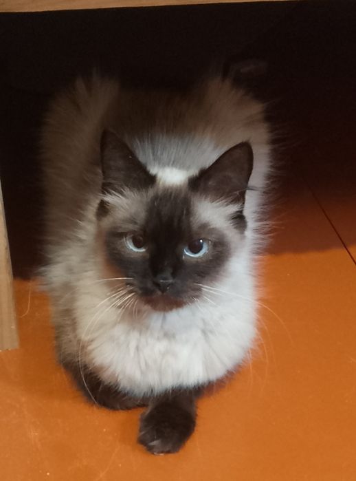 Бронювання котенят