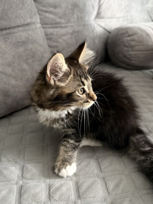 Котик мейн кунчик  2,5 місяці