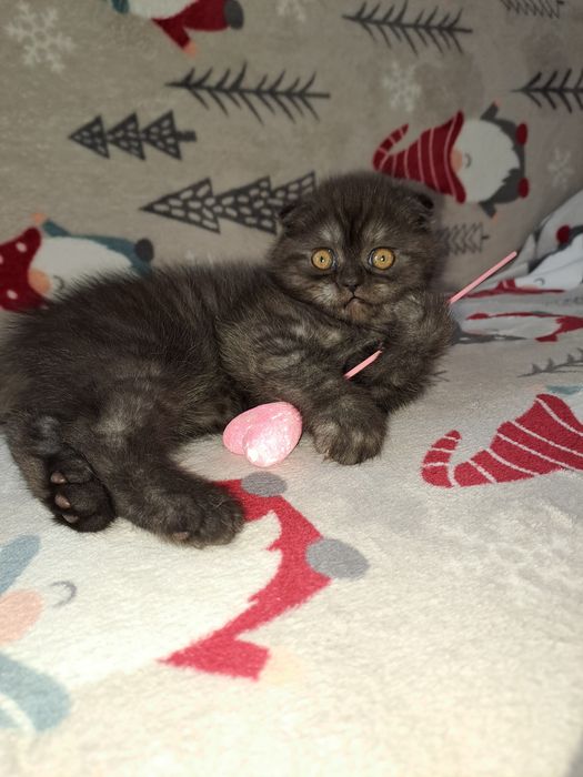 Чистокровна шотландська кішечка