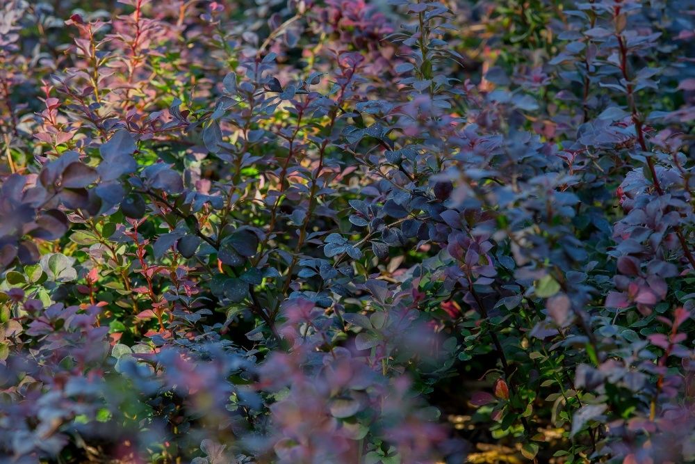 Berberys Thunberga odm. Czerwonolistna 20-30 cm, donica 3l