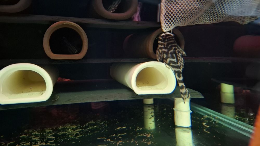 Peckoltia compta L-134 zbrojnik, glonojad